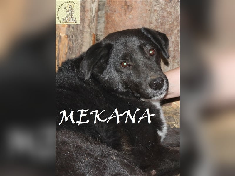 Mekana, die tapfere Dame