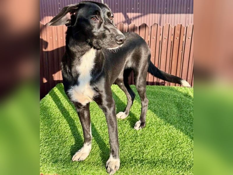 Junghündin Minnie – sanft und katzenverträglich