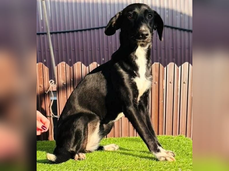 Junghündin Minnie – sanft und katzenverträglich