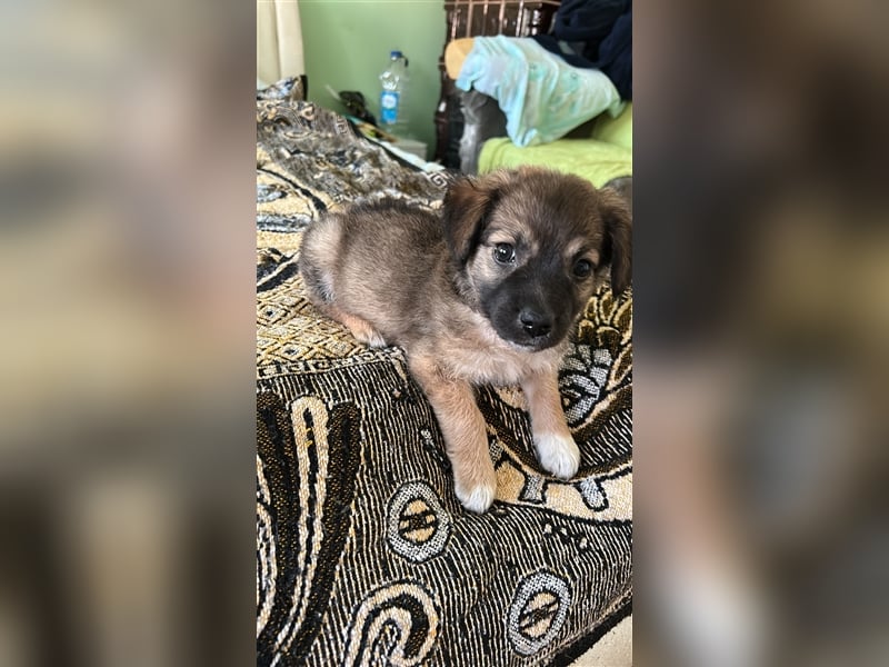 Jeder Welpe sucht sein Körbchen