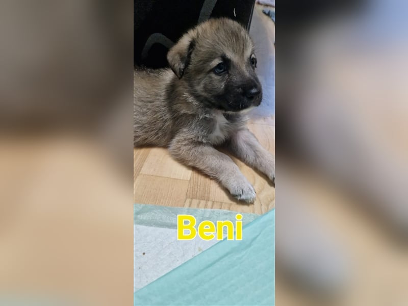 Jeder Welpe sucht sein Körbchen