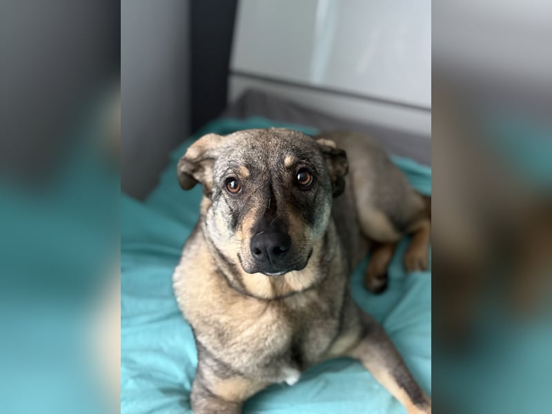  Susi – ein kleines Herz, das endlich ankommen möchte ❤️