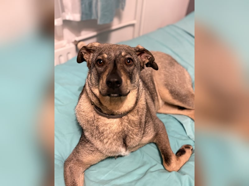  Susi – ein kleines Herz, das endlich ankommen möchte ❤️