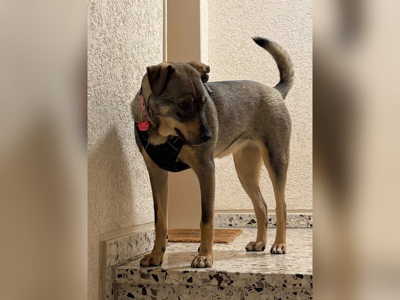  Susi – ein kleines Herz, das endlich ankommen möchte ❤️