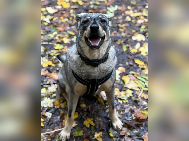  Susi – ein kleines Herz, das endlich ankommen möchte ❤️