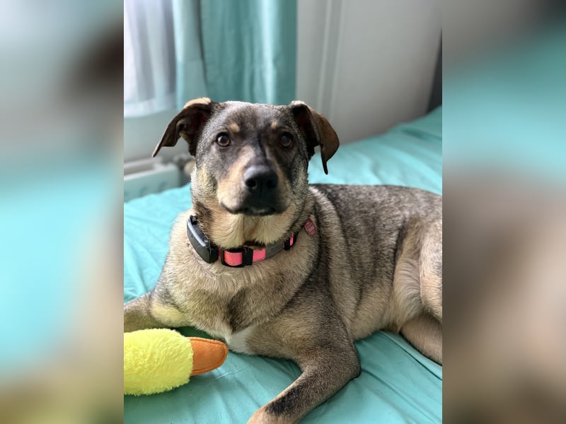  Susi – ein kleines Herz, das endlich ankommen möchte ❤️