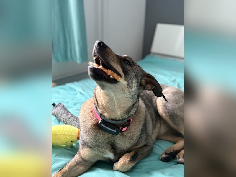  Susi – ein kleines Herz, das endlich ankommen möchte ❤️