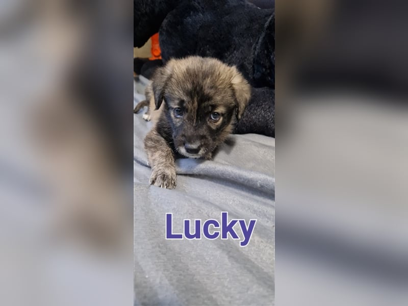 Jeder Welpe sucht sein Körbchen