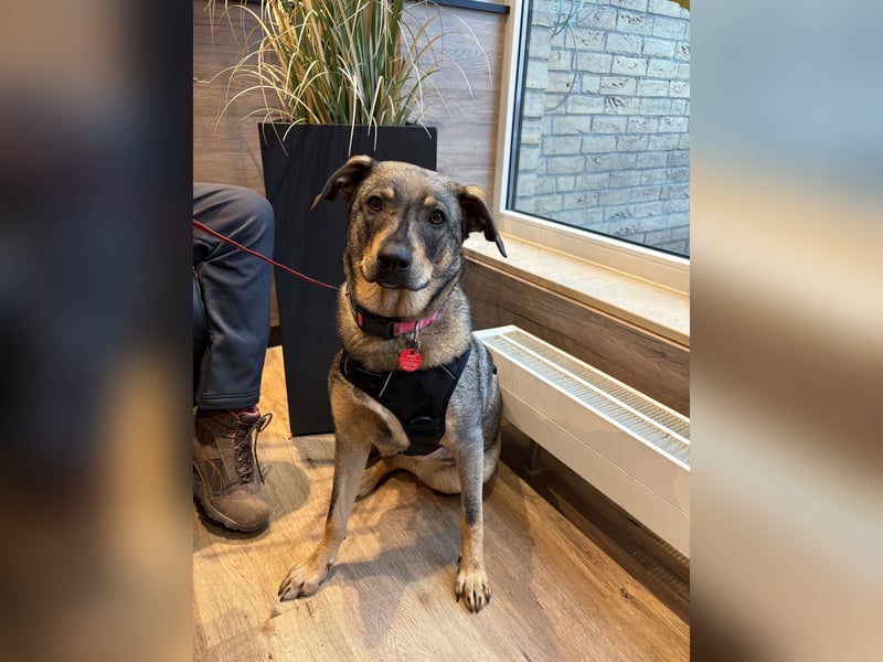  Susi – ein kleines Herz, das endlich ankommen möchte ❤️