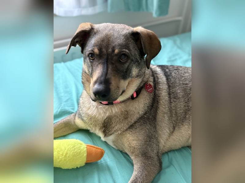  Susi – ein kleines Herz, das endlich ankommen möchte ❤️