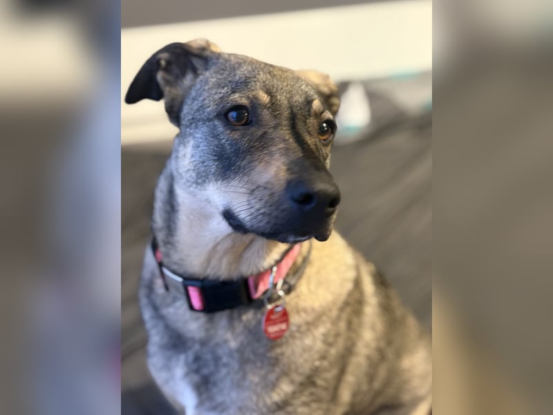  Susi – ein kleines Herz, das endlich ankommen möchte ❤️