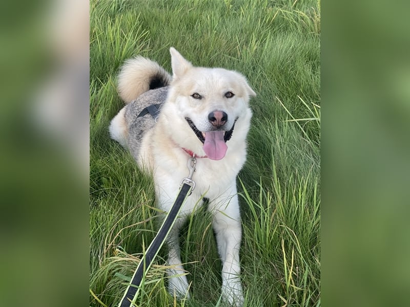 menschenbezogener Jack (Husky Mix) menschenbezogener Jack (Husky Mix)