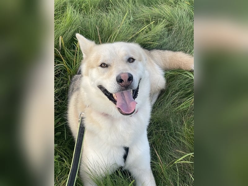 menschenbezogener Jack (Husky Mix) menschenbezogener Jack (Husky Mix)