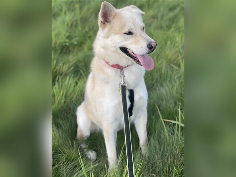 menschenbezogener Jack (Husky Mix) menschenbezogener Jack (Husky Mix)