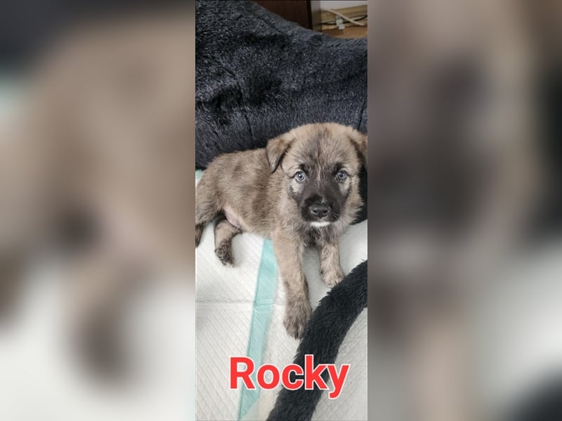 Jeder Welpe sucht sein Körbchen