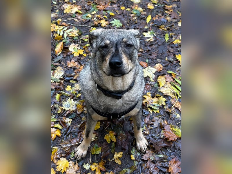  Susi – ein kleines Herz, das endlich ankommen möchte ❤️