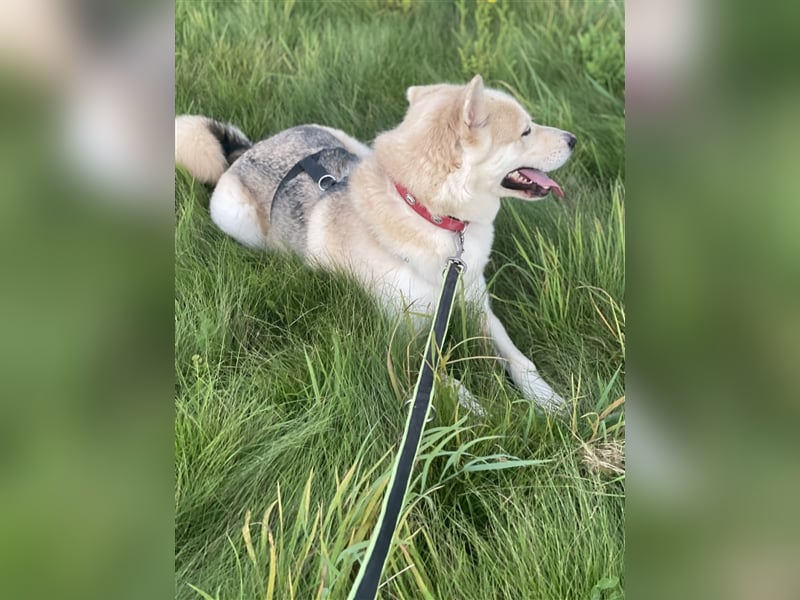 menschenbezogener Jack (Husky Mix) menschenbezogener Jack (Husky Mix)