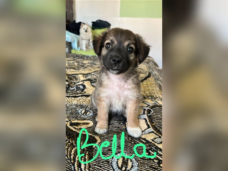 Jeder Welpe sucht sein Körbchen