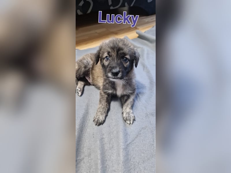 Jeder Welpe sucht sein Körbchen