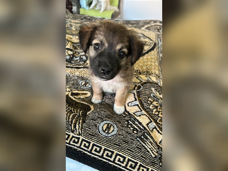 Jeder Welpe sucht sein Körbchen