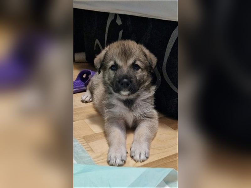 Jeder Welpe sucht sein Körbchen