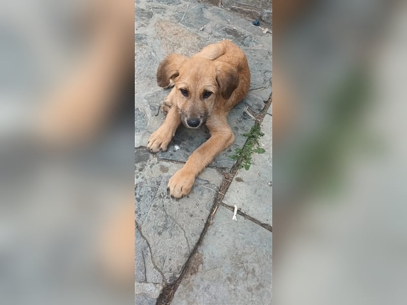 Maron auf dem Weg ins Glück