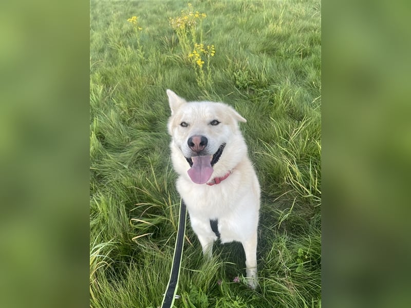 menschenbezogener Jack (Husky Mix) menschenbezogener Jack (Husky Mix)