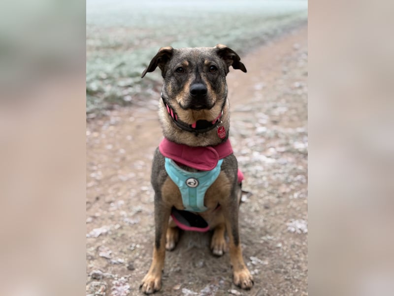  Susi – ein kleines Herz, das endlich ankommen möchte ❤️