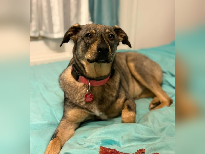  Susi – ein kleines Herz, das endlich ankommen möchte ❤️