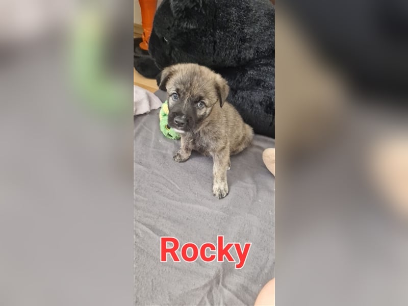 Jeder Welpe sucht sein Körbchen