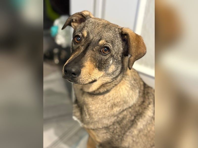  Susi – ein kleines Herz, das endlich ankommen möchte ❤️