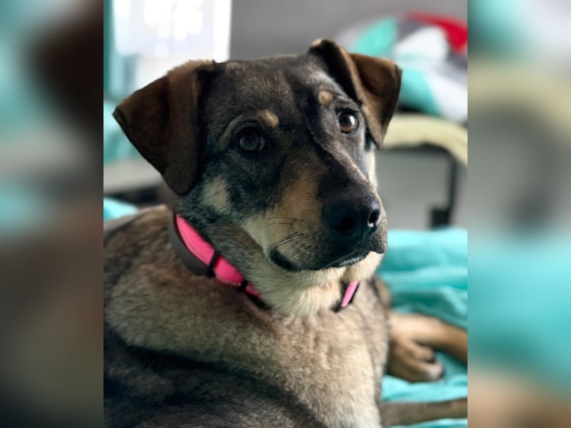  Susi – ein kleines Herz, das endlich ankommen möchte ❤️