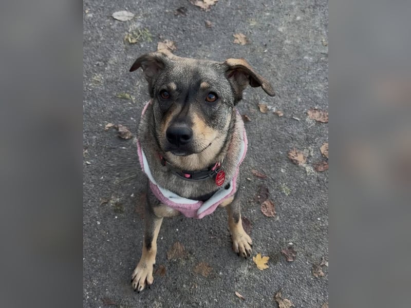  Susi – ein kleines Herz, das endlich ankommen möchte ❤️