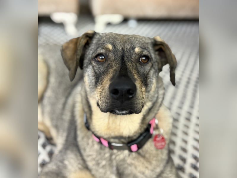  Susi – ein kleines Herz, das endlich ankommen möchte ❤️