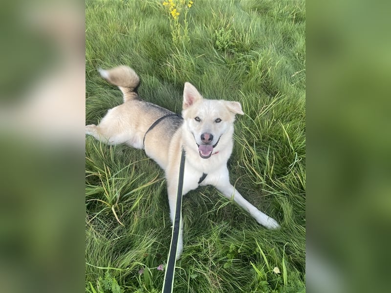 menschenbezogener Jack (Husky Mix) menschenbezogener Jack (Husky Mix)