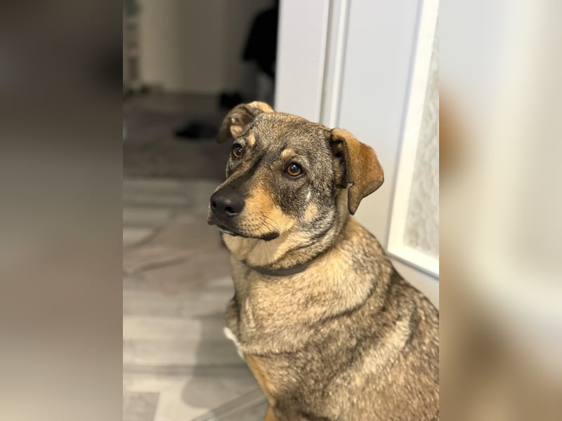  Susi – ein kleines Herz, das endlich ankommen möchte ❤️