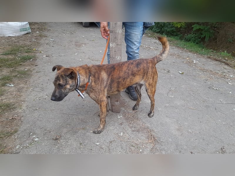 Szemes liebenswerter freundlicher Hundemann