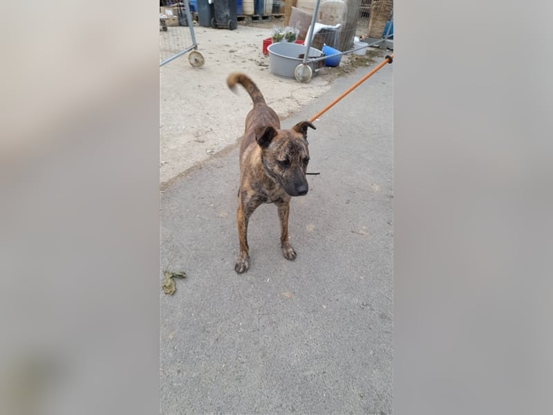 Szemes liebenswerter freundlicher Hundemann