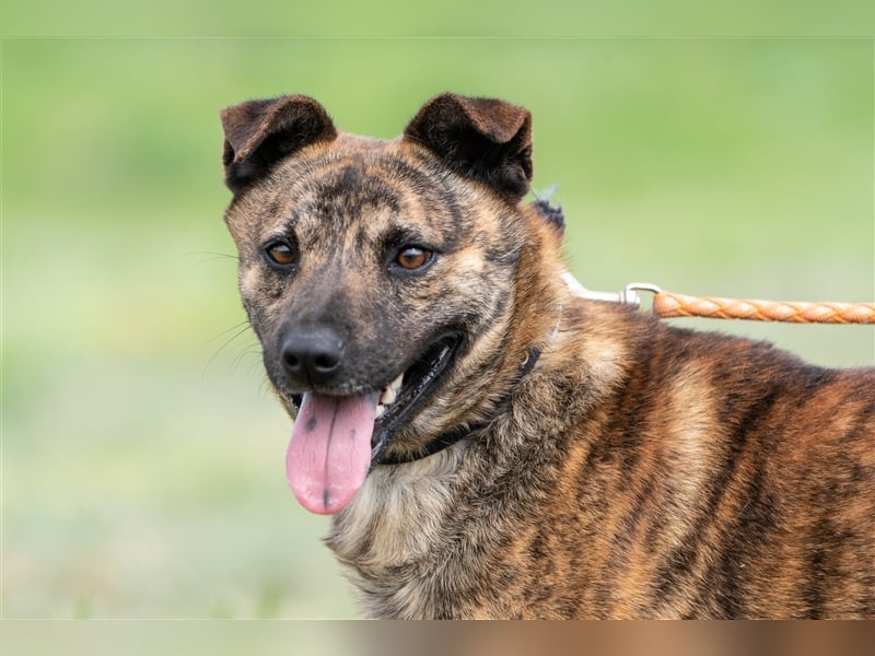 Szemes liebenswerter freundlicher Hundemann