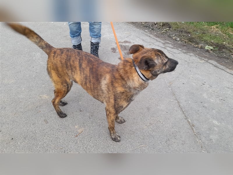 Szemes liebenswerter freundlicher Hundemann