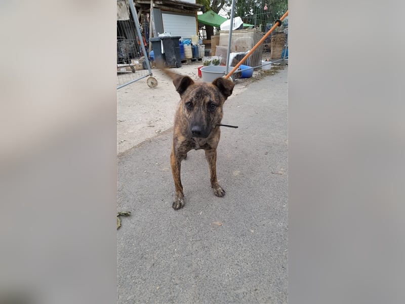 Szemes liebenswerter freundlicher Hundemann