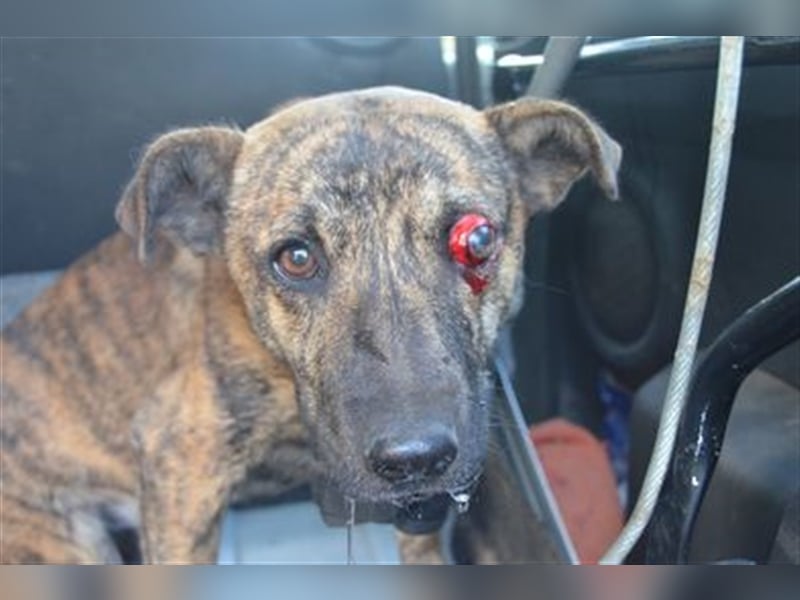 Szemes liebenswerter freundlicher Hundemann