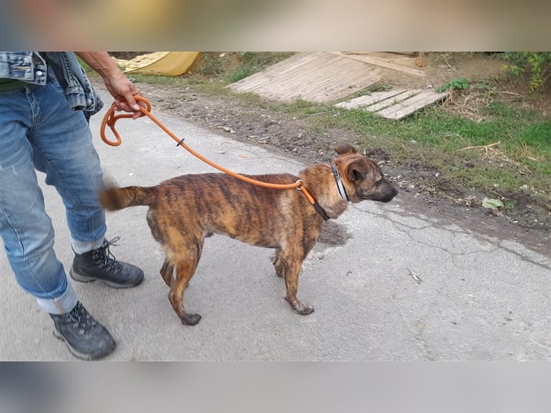 Szemes liebenswerter freundlicher Hundemann