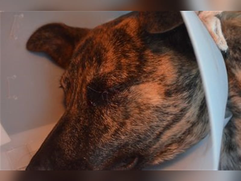 Szemes liebenswerter freundlicher Hundemann