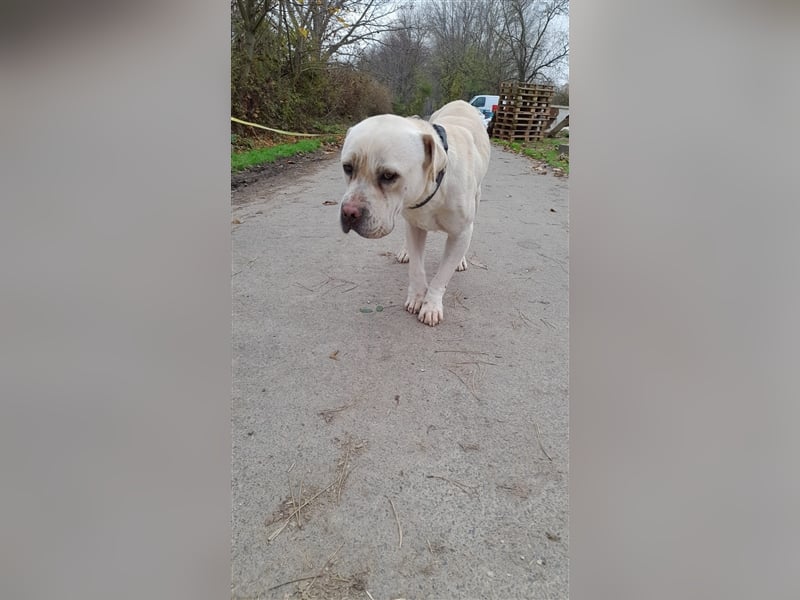 Labanc sucht Ruhe in A/CH/NL/SWE