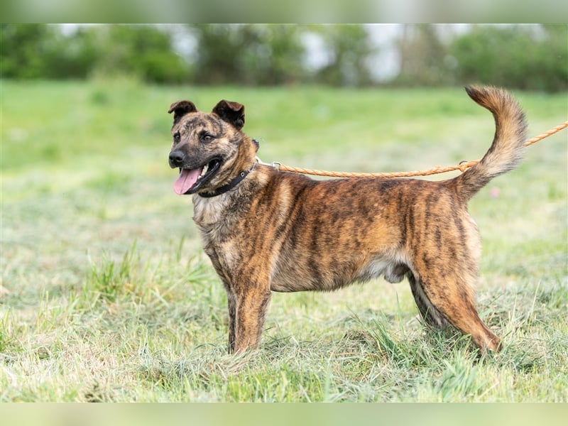 Szemes liebenswerter freundlicher Hundemann