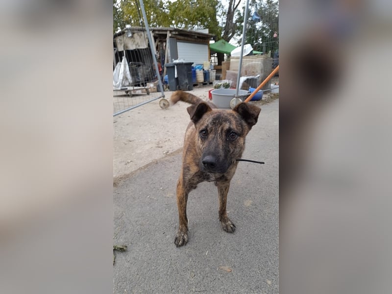 Szemes liebenswerter freundlicher Hundemann