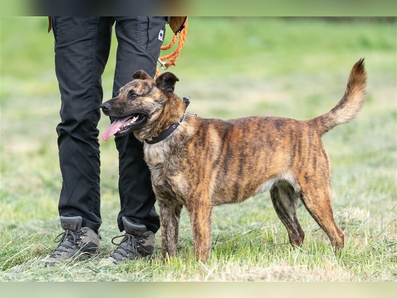 Szemes liebenswerter freundlicher Hundemann