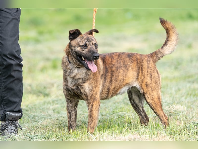Szemes liebenswerter freundlicher Hundemann