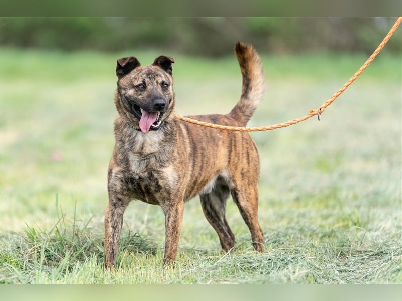 Szemes liebenswerter freundlicher Hundemann